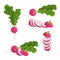 Red radish set. Fresh farm vegetables collection. Whole single, group and sliced roots. Vector vegetable illustrations
