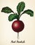 Red Radish vintage illustration vector