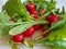 Red radish on white background with grean leaf