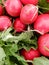 Red radishes vegetable for health and vitality and nutrition