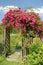 Red rambler rose on an arched garden entrance