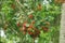 Red rambutan traditional fruit from indonesian - tropical stock image