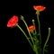 Red Ranunculus asiaticus