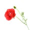 Red Ranunculus asiaticus