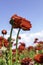Red Ranunculus flowers. Red blooming buttercup flowers against blue sky with clouds.