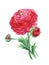Red Ranunculus , watercolor painting on white background