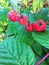 Red rasberry garden berries summer day