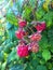 Red rasberry garden berries summer day