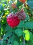 Red rasberry garden berries summer day