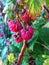 Red rasberry garden berries summer day