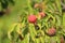 Red rasberry tree and green leaves