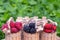 Red raspberries, black blackberries, wild strawberries in wooden small buckets on a natural green background.Collection of wild