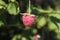 Red raspberries on a branch. Juicy ripe berry on a green background.