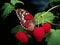 Red raspberries on branches with green leaves and beautiful multicolored butterfly