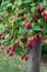 Red raspberries ready to harvest on a rural farm, with wood post to hold up plants and weeds in the background, Pacific Northwest,