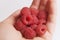 Red raspberries in woman\'s palm