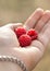Red raspberry berries Rubus idaeus hang on a Bush in autumn in Greece in a woman`s hand