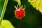 red raspberry berry on a branch in drops of water