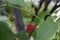 Red raspberry berry on a branch in the garden