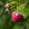 Red raspberry berry grows on a bush with green leaves