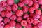 Red raspberry closeup, top view. Berry background