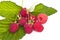 Red raspberry fruits