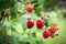 Red raspberry in garden. Branch of ripe raspberries, closeup. Red raspberries and green leaves