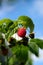 Red raspberry growing in natural environment close-up