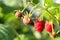 Red raspberry hanging on a branch on a summer evening