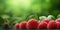 Red Raspberry organic fruit copy space background