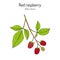 Red Raspberry or Rubus idaeus, edible and medicinal plant