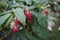 Red raspberry `Schonemann` in the autumn in the garden. Berlin, Germany