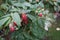 Red raspberry `Schonemann` in the autumn in the garden. Berlin, Germany