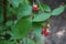 Red raspberry `Schonemann` in the garden. Rubus idaeus, raspberry  is a red-fruited species of Rubus. Berlin, Germany