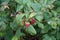Red raspberry \\\'Schönemann\\\' with fruits grows in the garden in September. Berlin, Germany