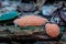 Red raspberry slime mould in forest