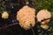 Red Raspberry Slime or Tubifera ferruginosa in forest macro, selective focus, shallow DOF