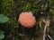 Red Raspberry Slime or Tubifera ferruginosa in forest macro, selective focus, shallow DOF