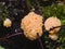 Red Raspberry Slime or Tubifera ferruginosa in forest macro, selective focus, shallow DOF