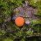 Red Raspberry Slime or Tubifera ferruginosa, in forest macro, selective focus, shallow DOF