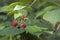 Red raspberry in wild nature. Raceme of ripening berries