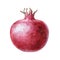 Red raw whole pomegranate watercolor illustration. Organic punica fruit close up hand draw high quality image. Ripe pomegranate.