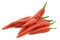 Red rawit peppers `Capsicum annuum `Bird`s Eye``