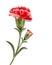 Red realistic carnation with shadow.