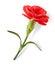 Red realistic carnation with shadow isolated on white. Decorative flower with leaves, design element,