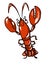 Red realistic lobster illustration white background