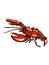 Red realistic lobster illustration white background