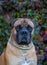 Red on red. Closeup portrait of a rare dog breed South African Boerboel on the background of autumn grape leaves.