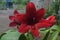 The red and red lilies that are very strong make eyes amaze and leaf green