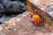 Red reef crab on the stones, Galapagos Island, Santa Cruz Island- Port Ayora. Close-up